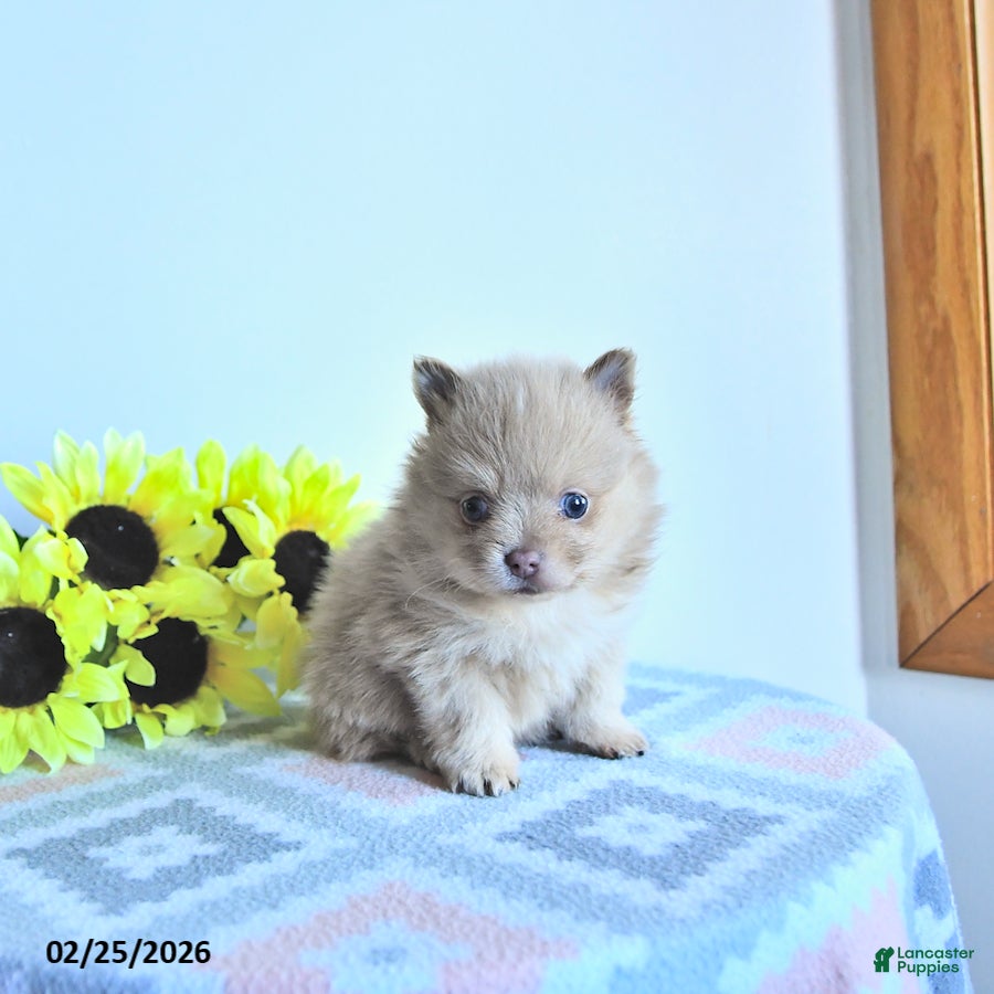 Pomeranian dogs Teddy - Ad 2