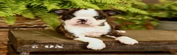 Boston Terrier dogs for sale: Davy - Ad 4