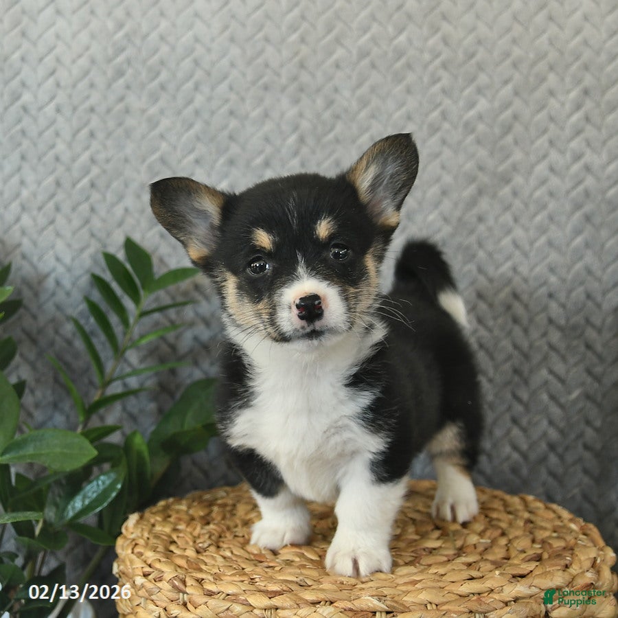 Welsh Corgi Pembroke dogs Paris  - Ad 2