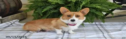Welsh Corgi Pembroke dogs for sale: Skye - Ad 6