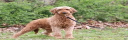 Goldendoodle dogs for sale: Milo F1b - Ad 9