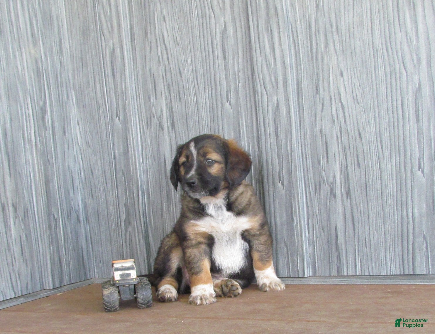 Mixed Breed dogs Buster  - Ad 2