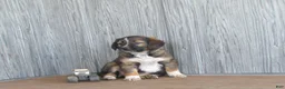 Mixed Breed dogs for sale: Buster  - Ad 2