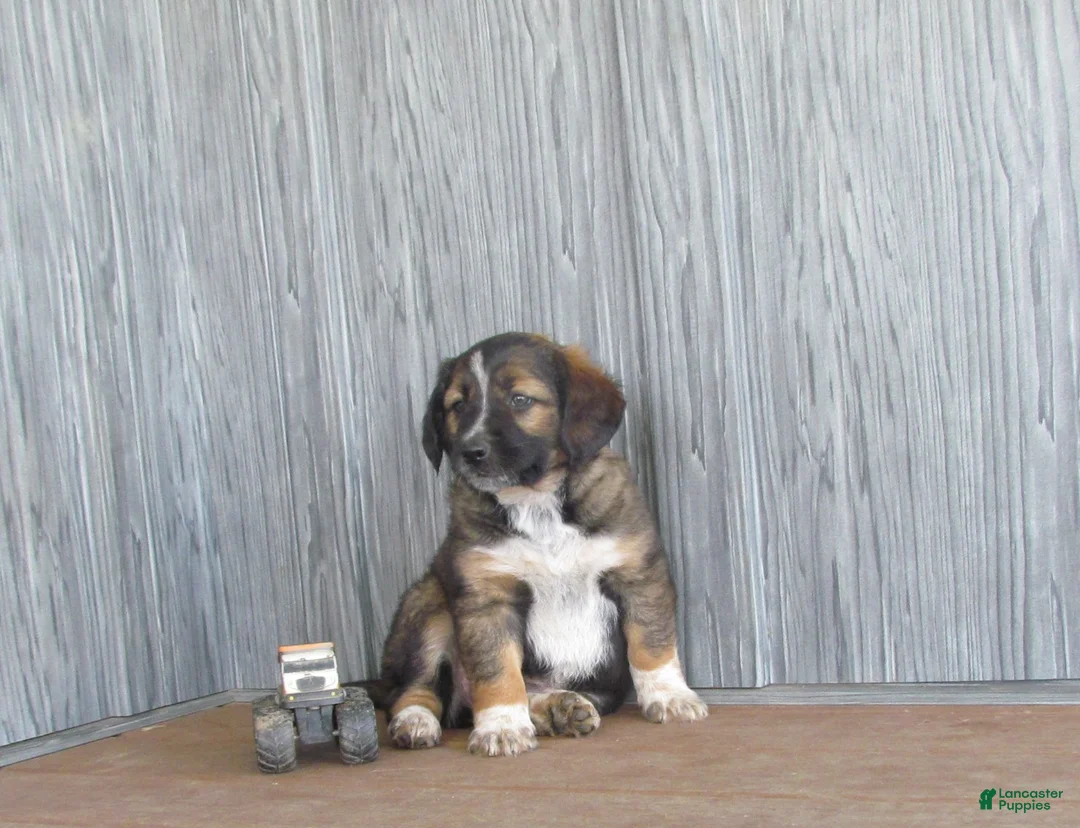 Mixed Breed dogs for sale: Buster  - Ad 2