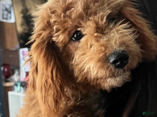 Mini Goldendoodle dogs El - Ad 1