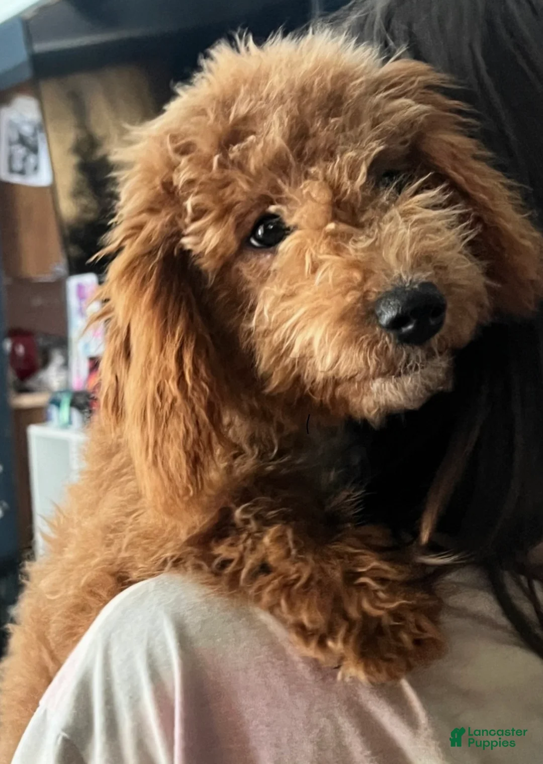 Mini Goldendoodle dogs for sale: El - Ad 1