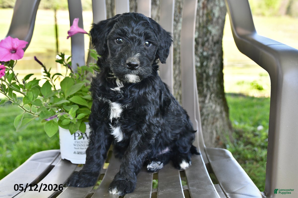 Goldendoodle dogs Cooper - Ad 2