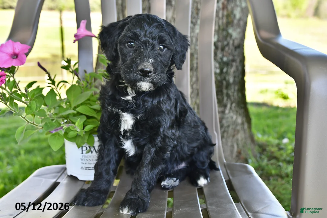 Goldendoodle dogs for sale: Cooper - Ad 2