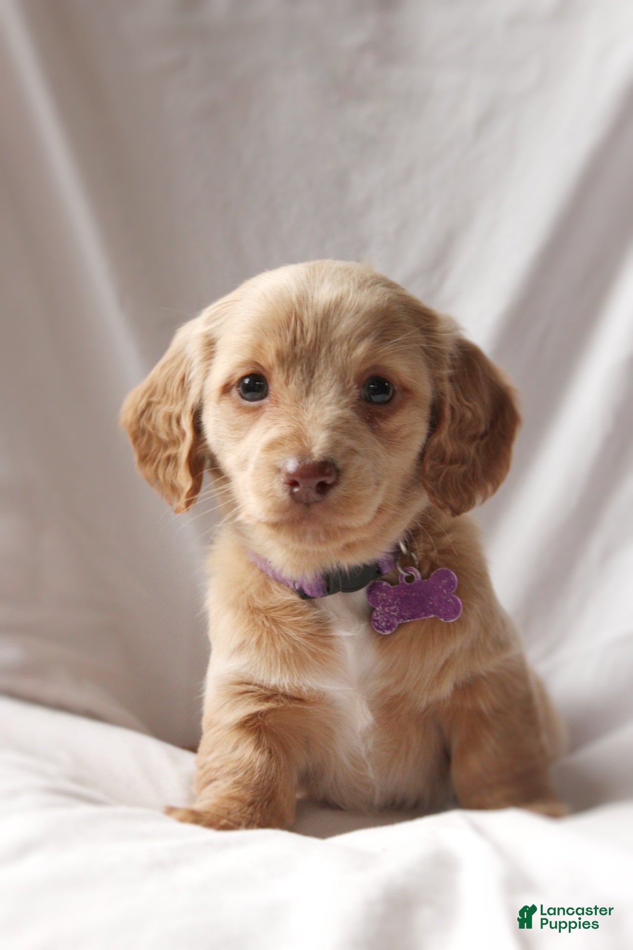 Miniature Dachshund dogs Penny - Ad 18