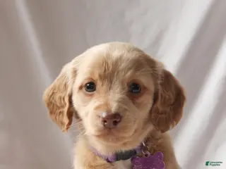 Miniature Dachshund dogs Penny - Ad 18