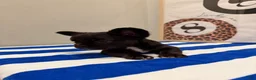 French Bulldog dogs for sale: Prada - Ad 3