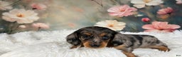 Miniature Dachshund dogs for sale: AKC-Maggie - Ad 7
