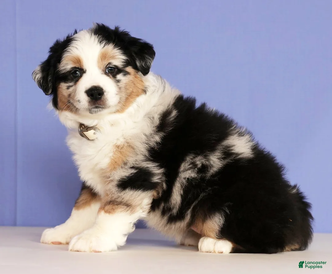 Miniature Australian Shepherd dogs for sale: Bella - Ad 5