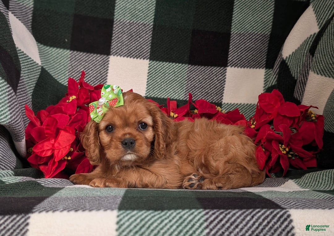 Cavalier King Charles Spaniel dogs for sale: Bridgett - Ad 4