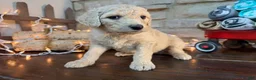 Mixed Breed dogs for sale: Strawberry (Girl) - Ad 3