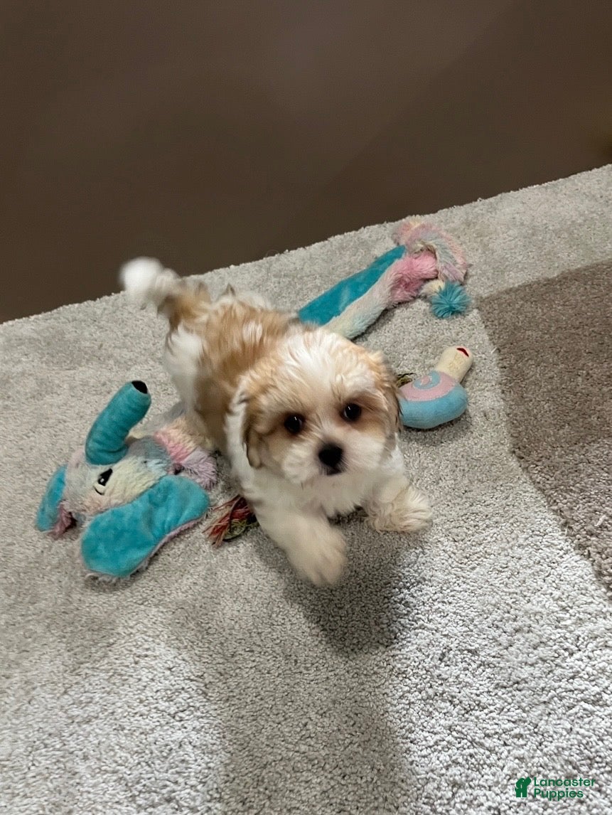 Malshi dogs Penny - Ad 2