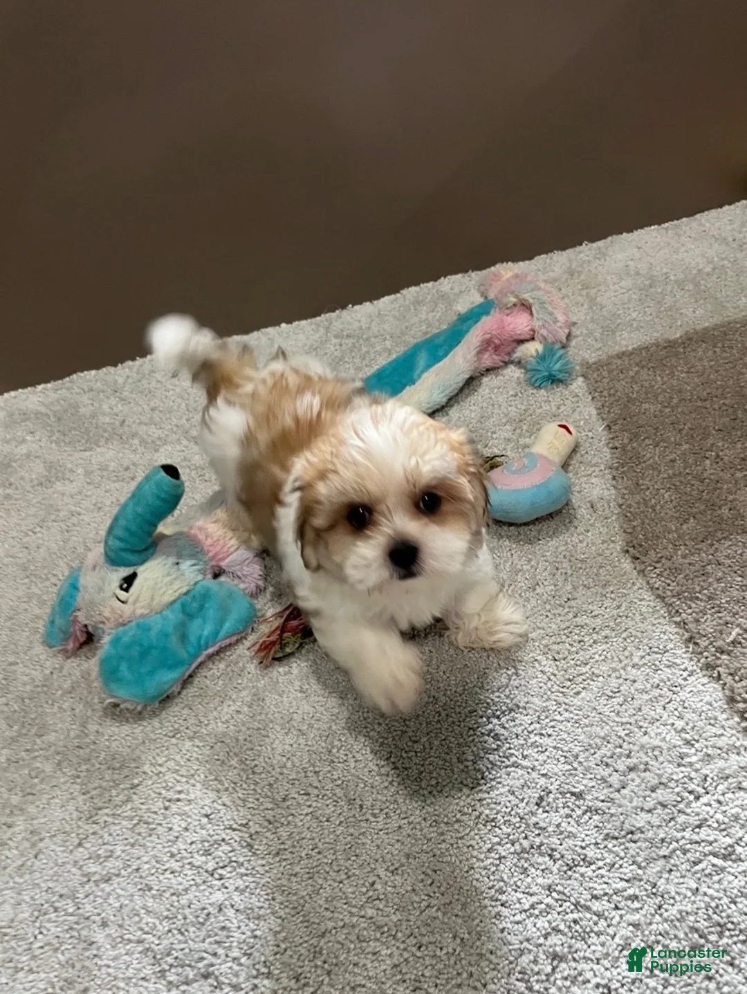 Malshi dogs for sale: Penny - Ad 2