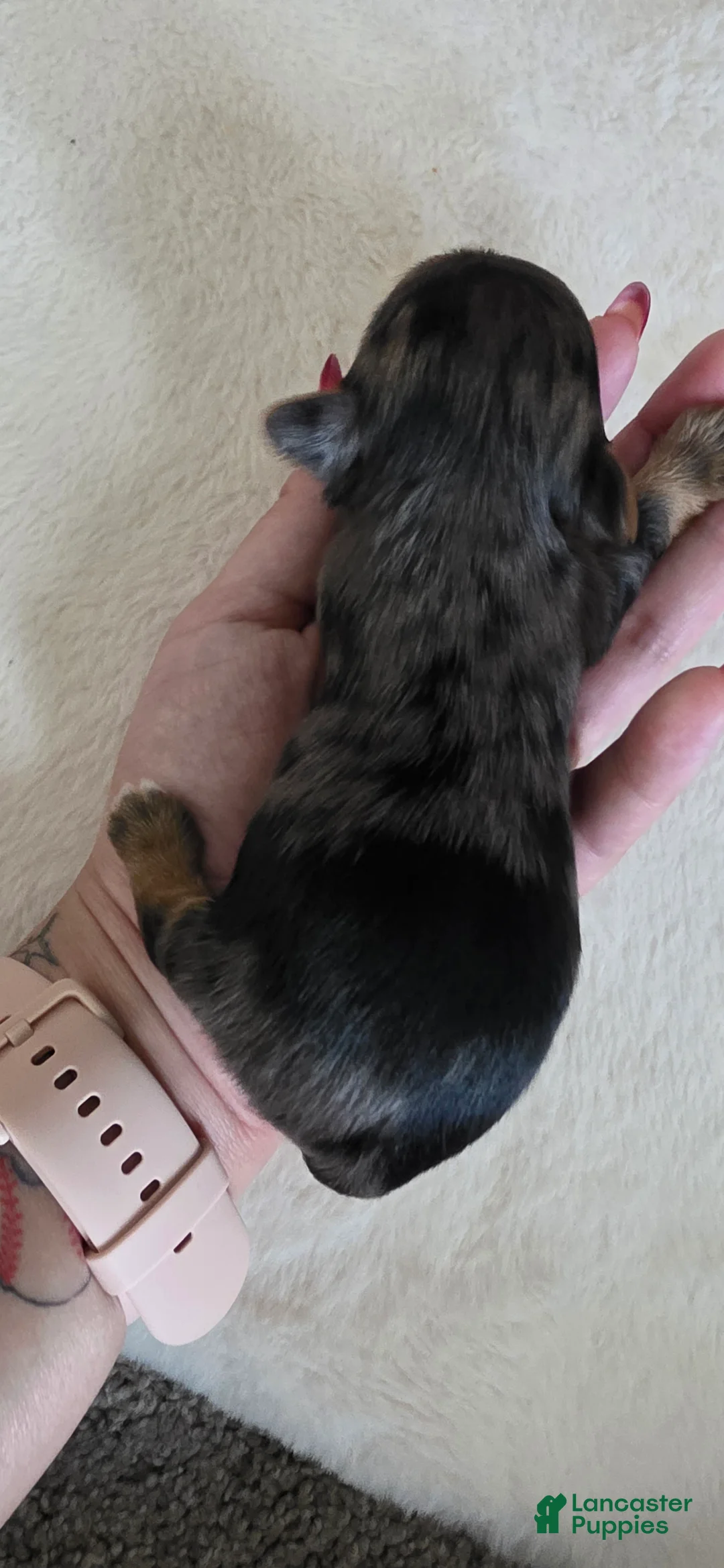Yorkshire Terrier dogs for sale: Joey - Ad 2