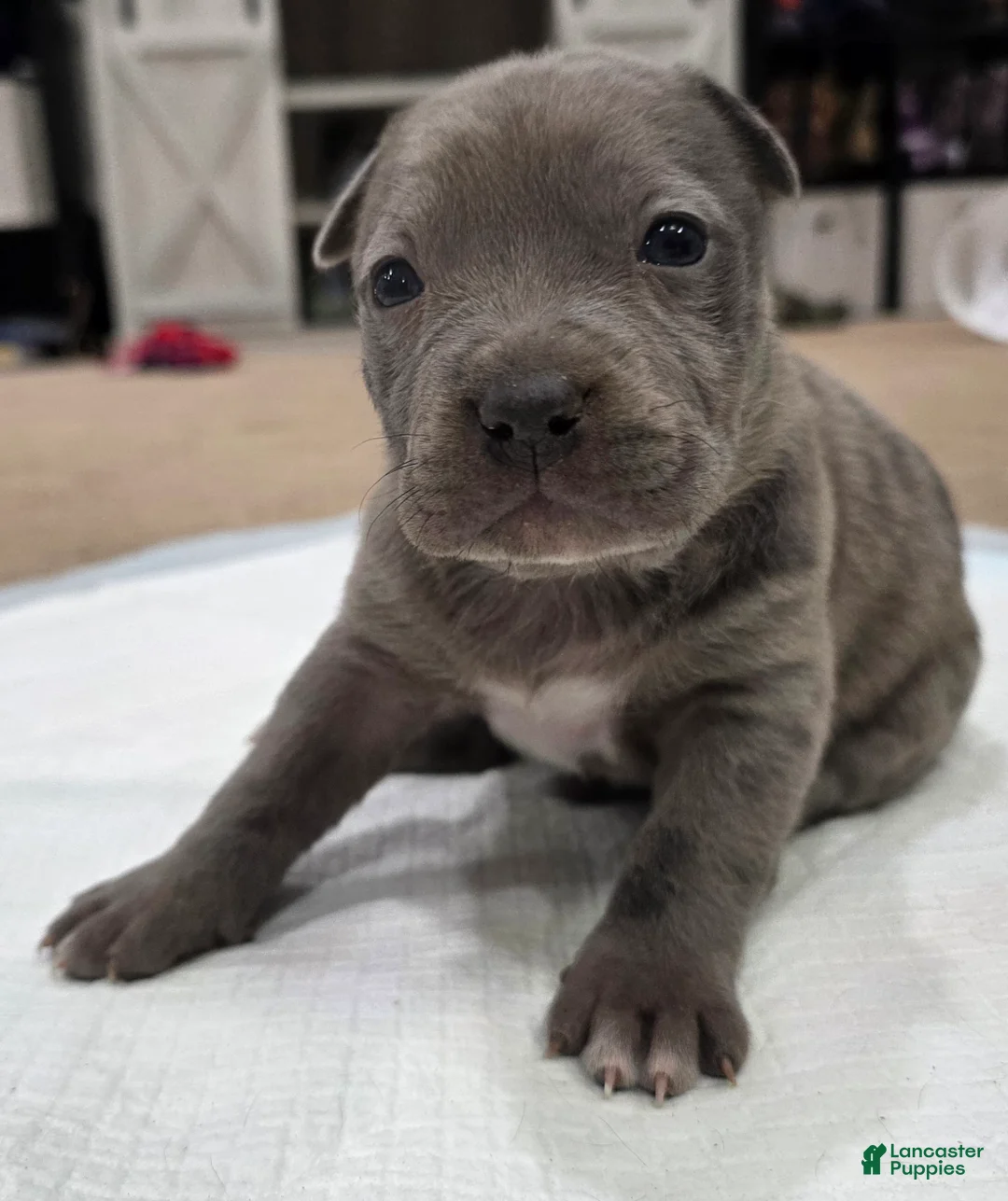 American Staffordshire Terrier dogs for sale: American Staffordshire Terrier Puppy 4 - Ad 6