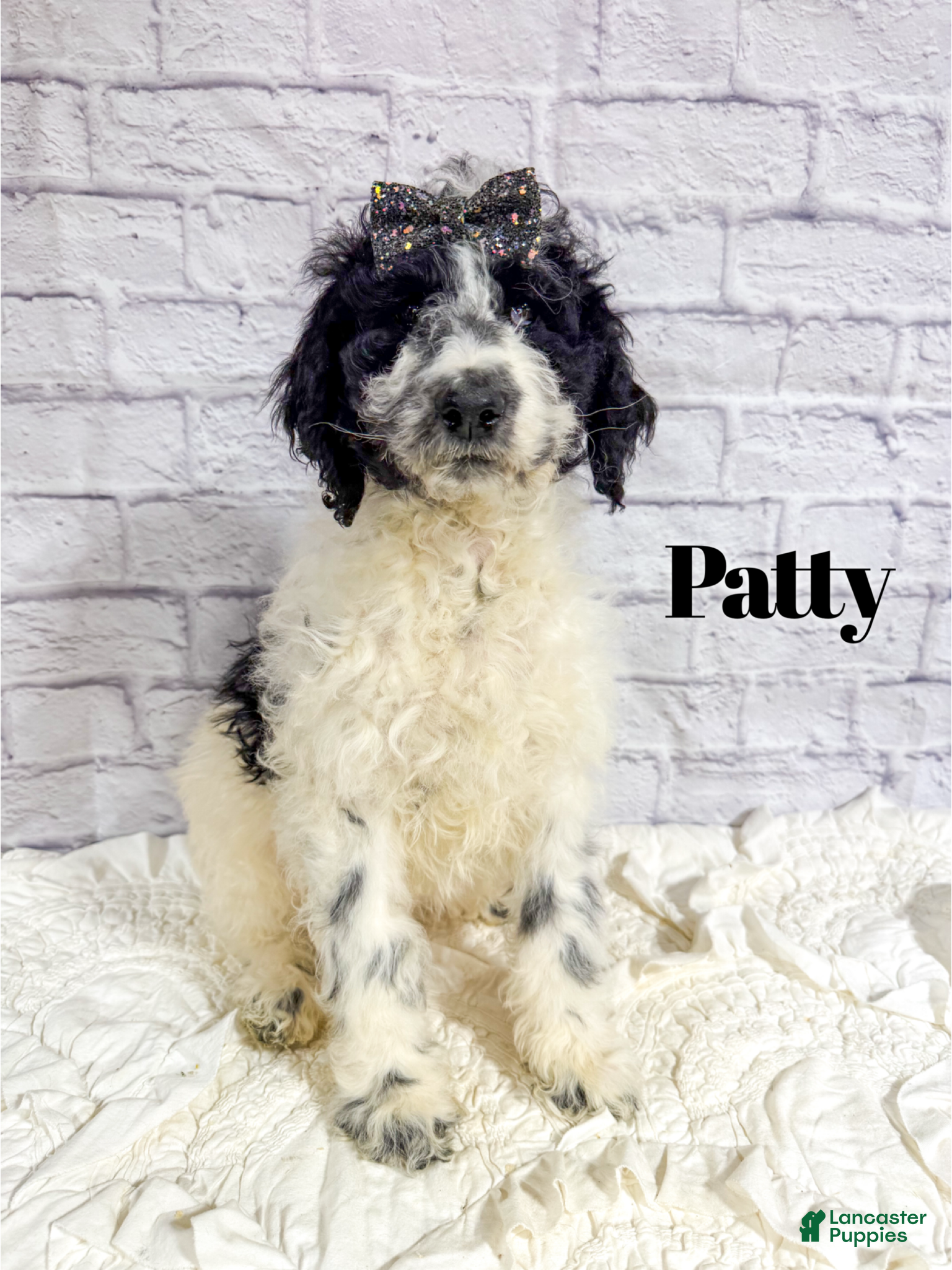 Mini Goldendoodle dogs Patty - Ad 27