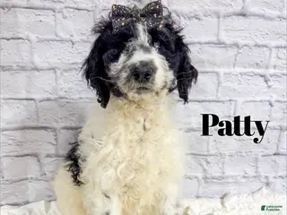 Mini Goldendoodle dogs Patty - Ad 27