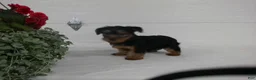 Yorkshire Terrier dogs for sale: Bella - Ad 6