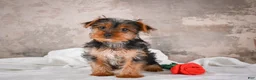 Yorkshire Terrier dogs for sale: Rose - Ad 3