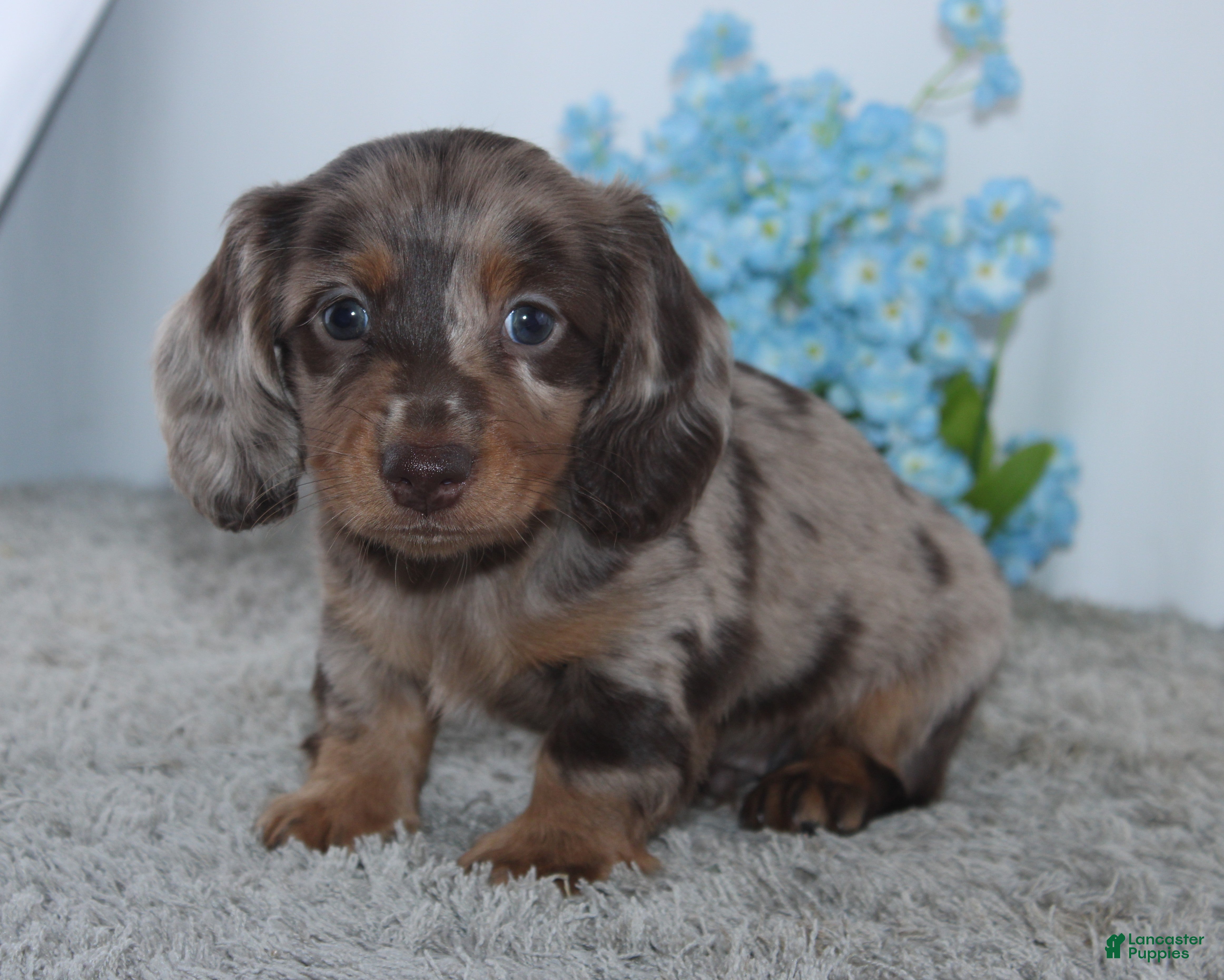 Miniature Dachshund dogs for sale: Riley - Ad 2