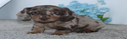 Miniature Dachshund dogs for sale: Riley - Ad 2