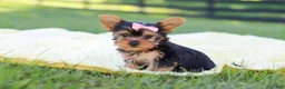 Yorkshire Terrier dogs for sale: Macy - Ad 7