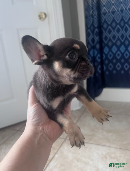 French Bulldog dogs French Bulldog Girl - Ad 5