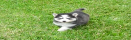 Pomsky dogs for sale: Dokato - Ad 6