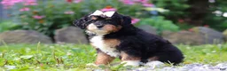 Mini Bernedoodle dogs for sale: Lotus - Ad 5