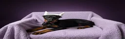 Doberman Pinscher dogs for sale: Doberman Pinscher Puppy 1 - Ad 1