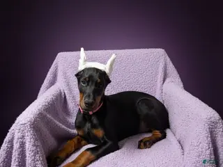 Doberman Pinscher dogs Doberman Pinscher Puppy 1 - Ad 21