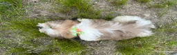 Shih Tzu dogs for sale: Zach - Ad 3