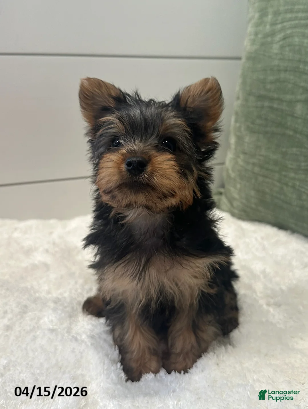 Yorkshire Terrier dogs for sale: Tinkerbell - Ad 4