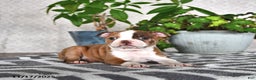 Boston Terrier dogs for sale: Ryanne - Ad 4