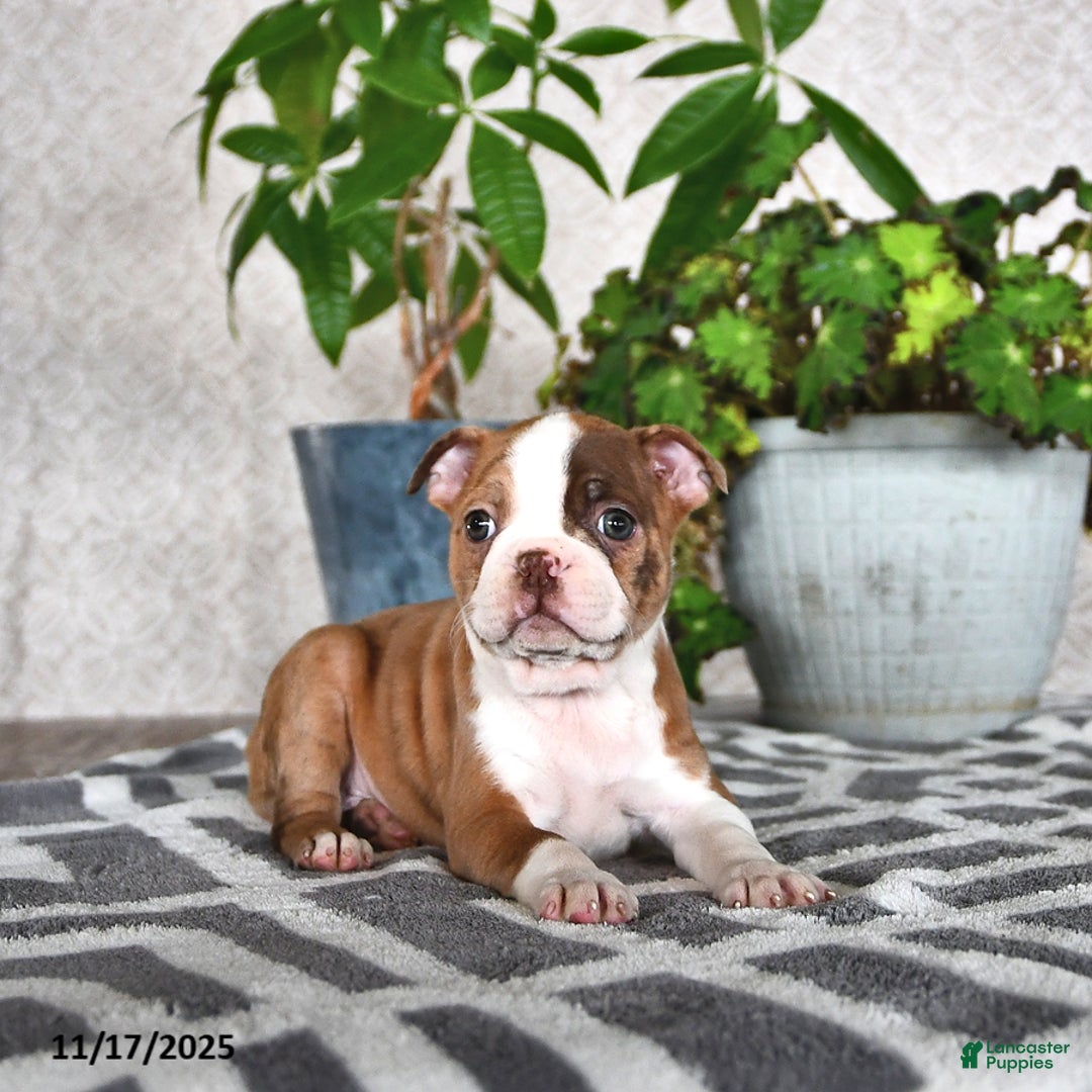 Boston Terrier dogs for sale: Ryanne - Ad 4