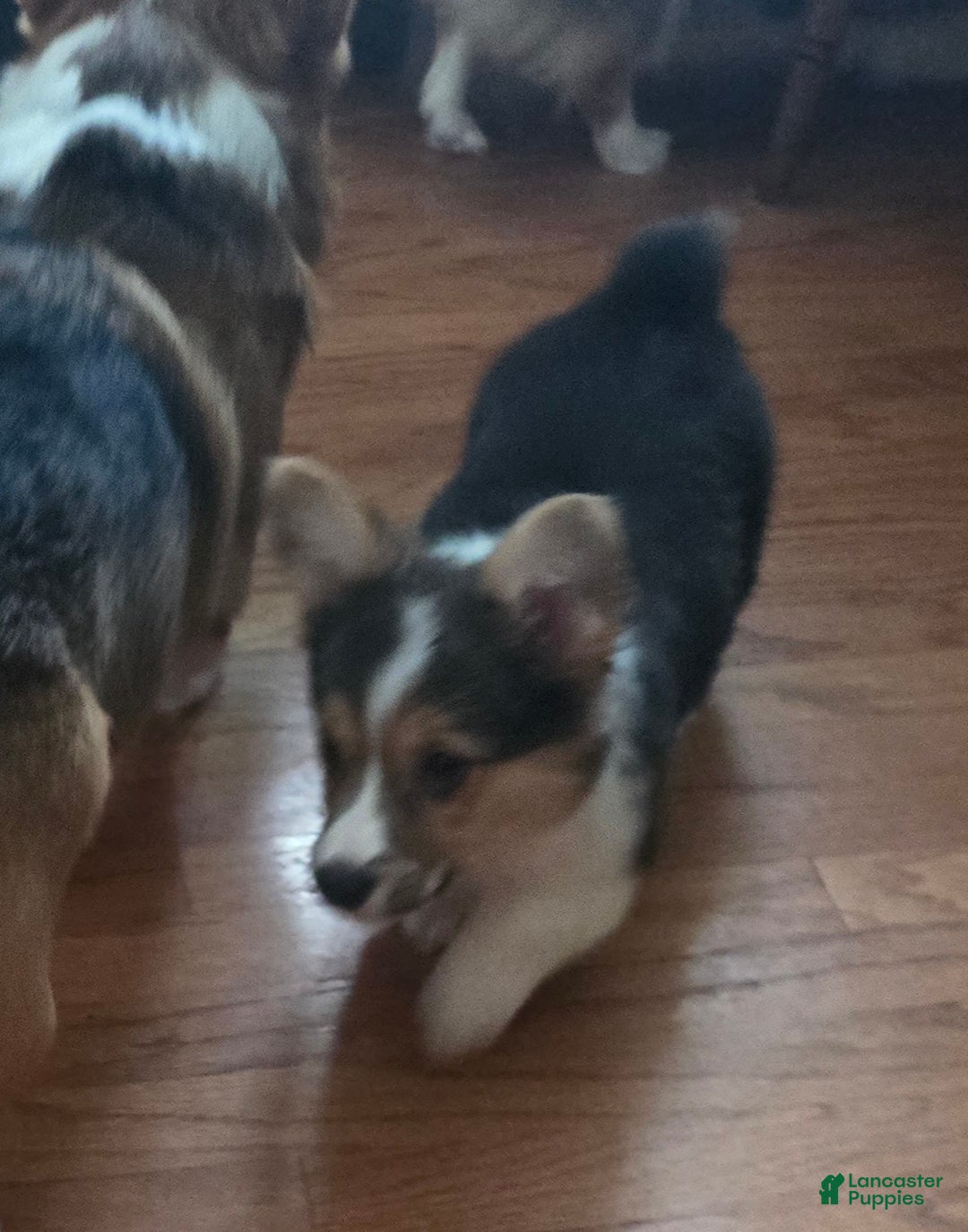 Welsh Corgi Pembroke dogs for sale: Welsh Corgi Pembroke Puppy 2 - Ad 3
