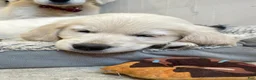 Golden Retriever dogs for sale: Cookies N Cream  - Ad 6