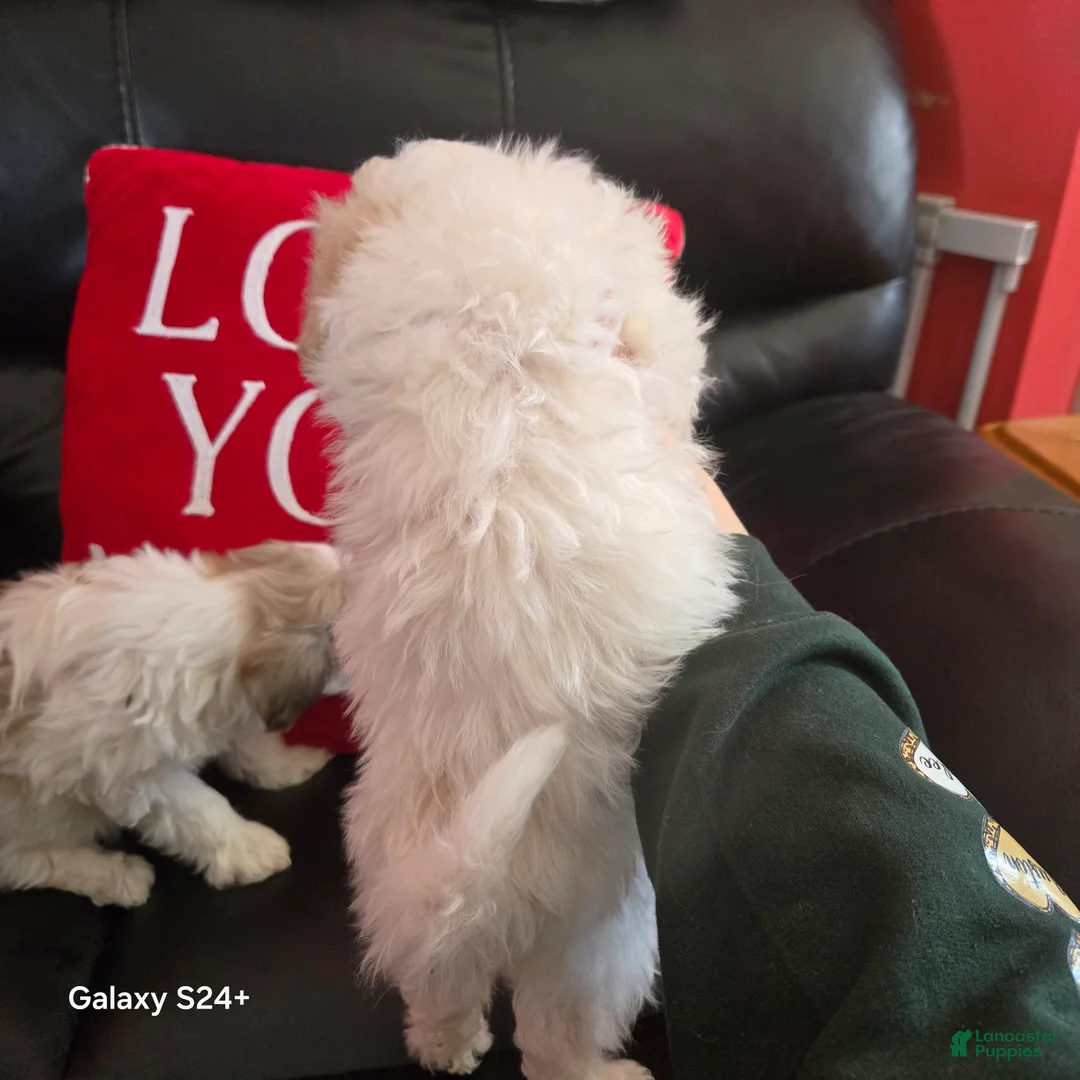 Havapoo dogs for sale: Havapoo Puppy 1 - Ad 5