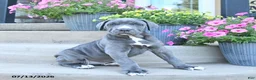 Cane Corso dogs for sale: Rolo - Ad 3