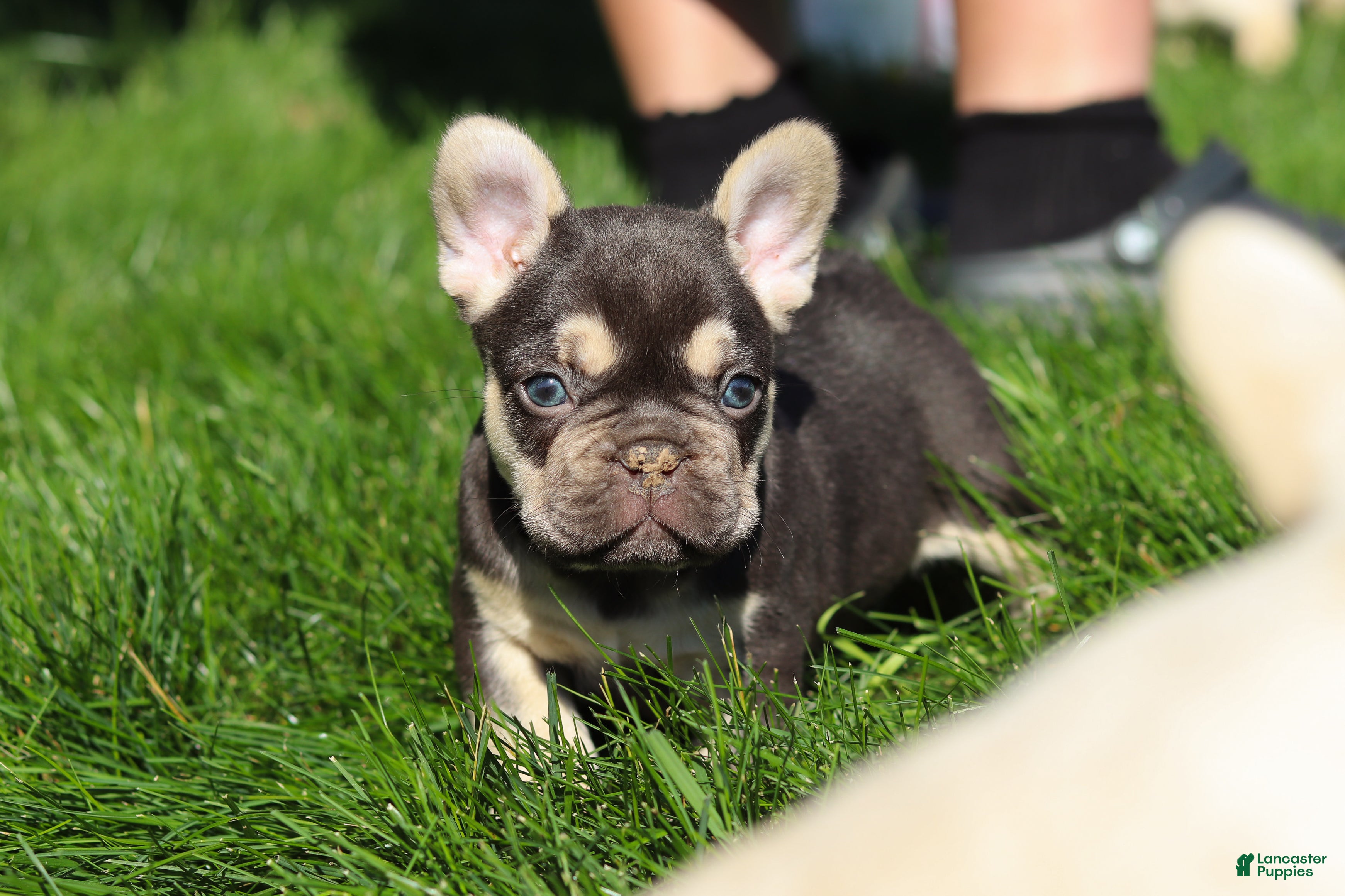 French Bulldog dogs for sale: Chase - Ad 9