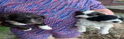 Portuguese Water Dog dogs for sale: Dot - Ad 3