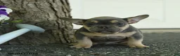French Bulldog dogs for sale: Smokey - Ad 4