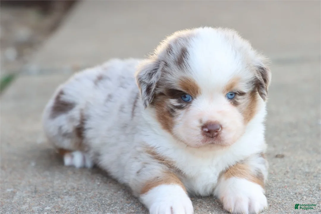 Australian Shepherd dogs for sale: Australian Shepherd Puppy 1 - Ad 3