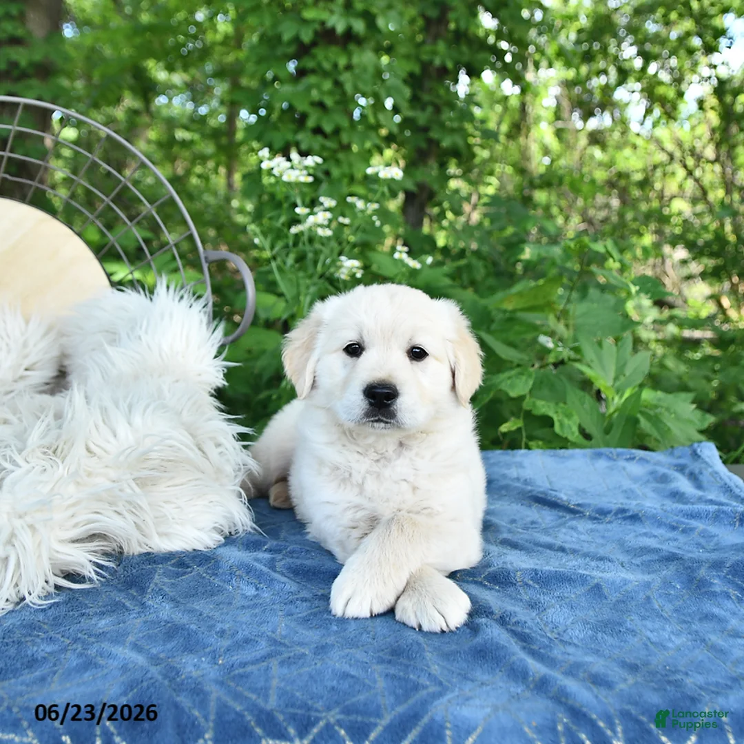 Golden Retriever dogs for sale: Fred - Ad 1