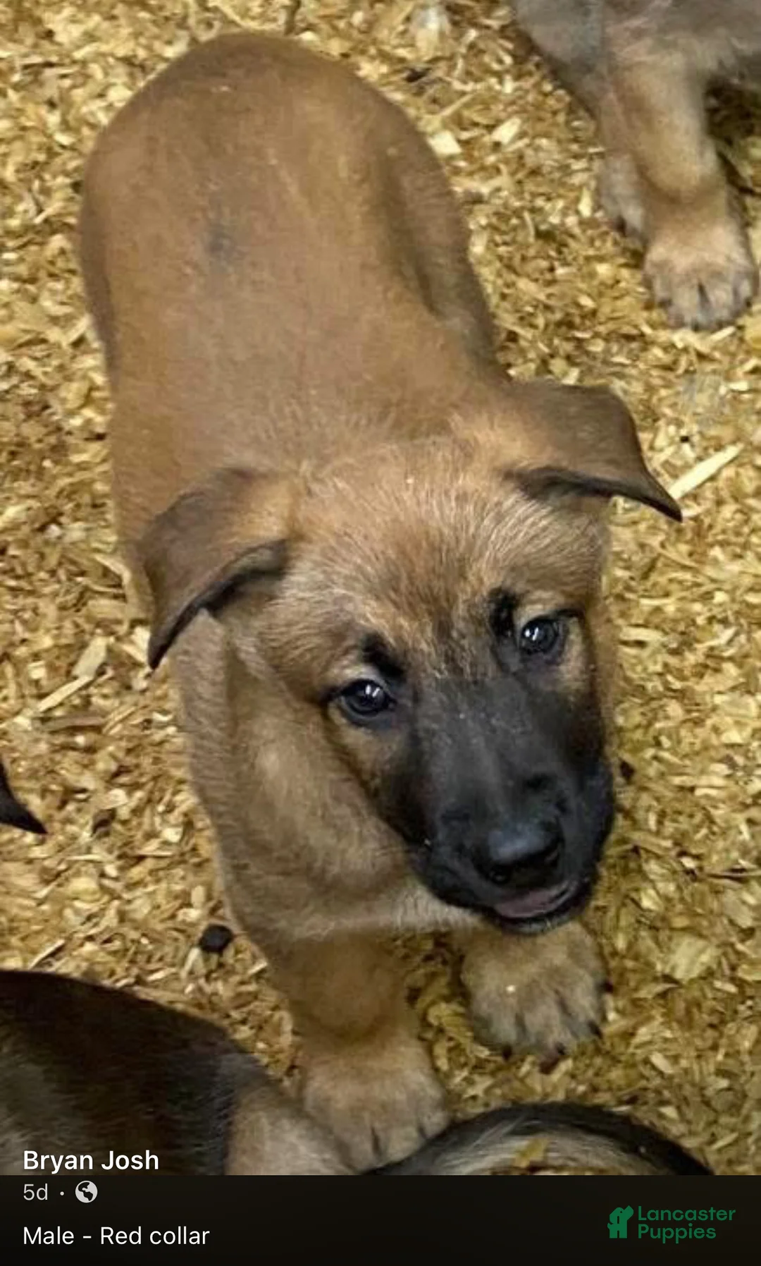 Mixed Breed dogs for sale: Mixed Breed Puppy 2 - Ad 1