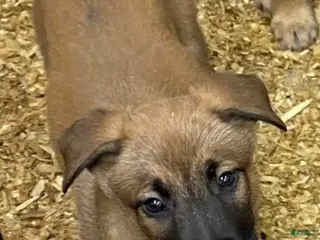 Mixed Breed dogs Mixed Breed Puppy 2 - Ad 21